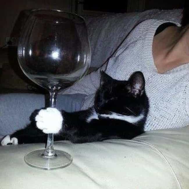 22 Cats Who Love Wine More Than You Do Cool Dump