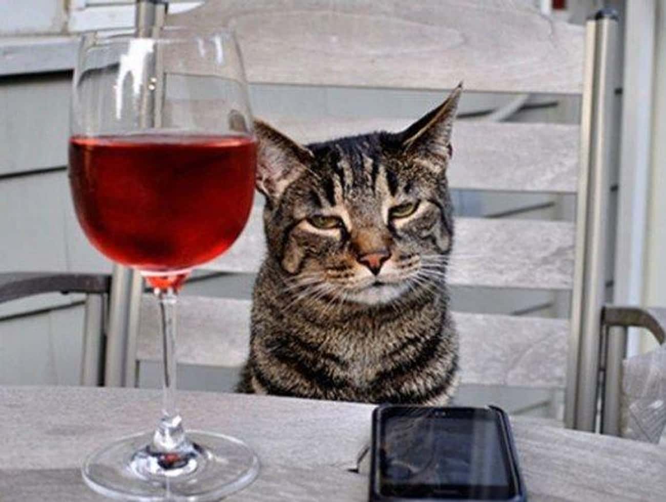 Коты и вино