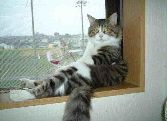 Кот домовенок. Коты приколы с надписями. Грусть тоска меня съедает. Коты котоматрица. Кот на кухне.