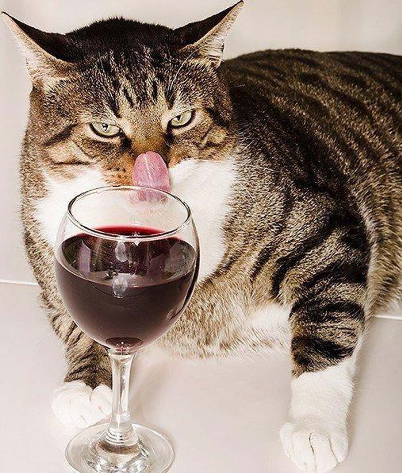 Кошка пьет лапой. Кот с вином. Кошка с бокалом. Вино для кошек. Кот с бокалом вина.