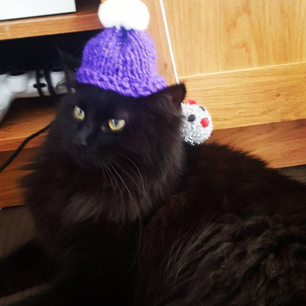 32 Insanely Adorable Cats Wearing Hats