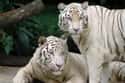 Bengal Tigers Maul A Zoo Cleaner on Random Worst Things That Have Ever Happened at Zoos