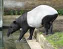 Melody The Tapir Gets Maternal on Random Worst Things That Have Ever Happened at Zoos