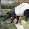 Melody The Tapir Gets Maternal on Random Worst Things That Have Ever Happened at Zoos