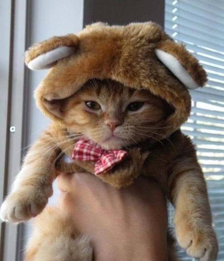 32 Insanely Adorable Cats Wearing Hats