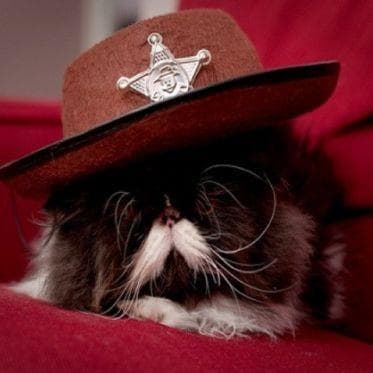 32 Insanely Adorable Cats Wearing Hats