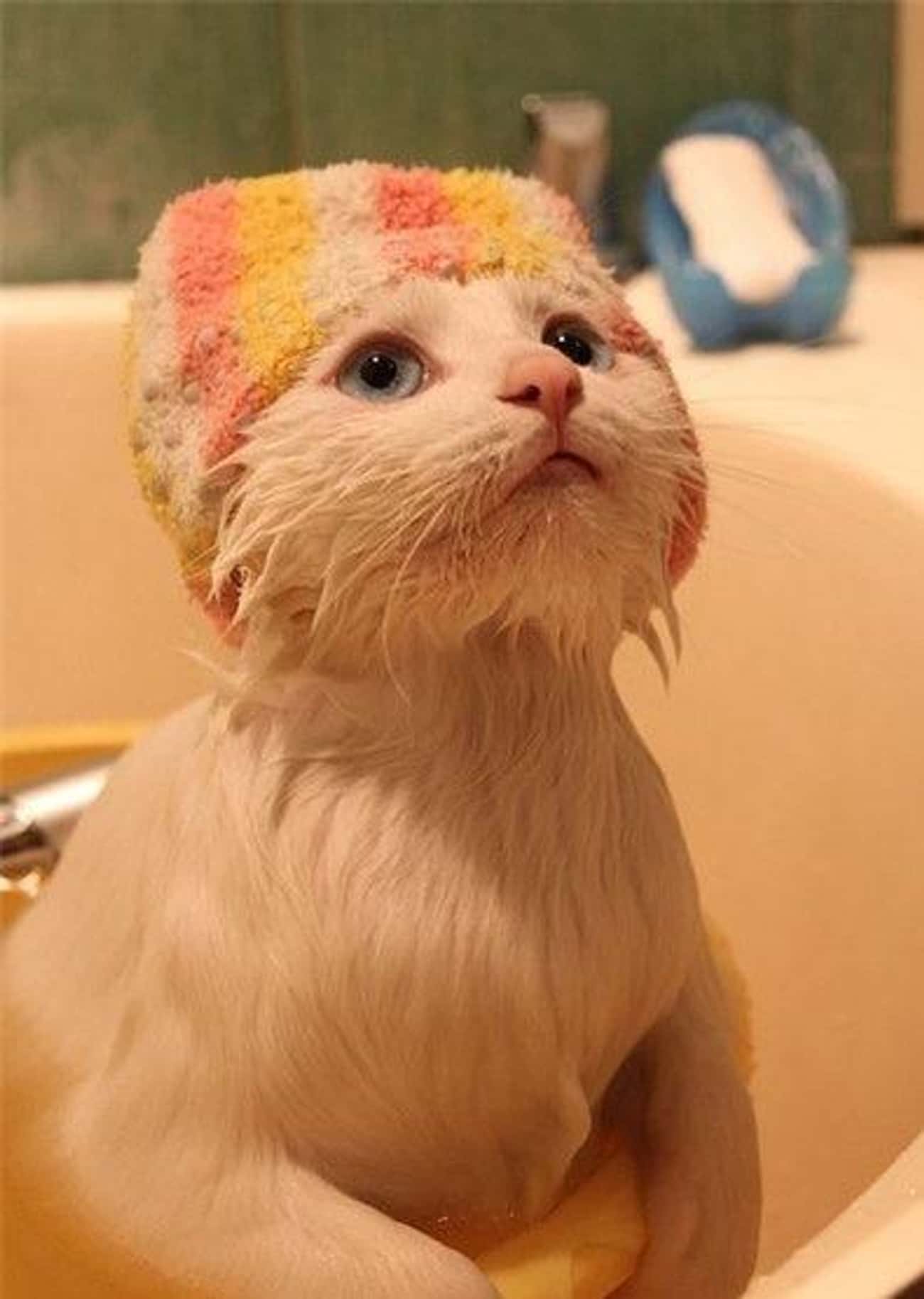 Кот после купания. Мокрая кошка. Котик в ванной. Мокрые коты. Шапочка для купания кота.