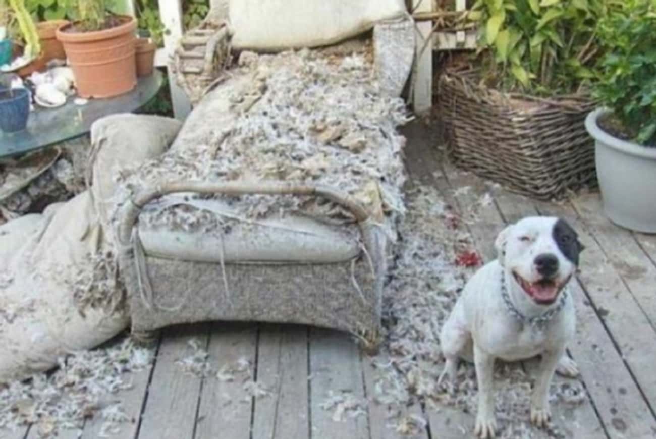 Собака порвала диван