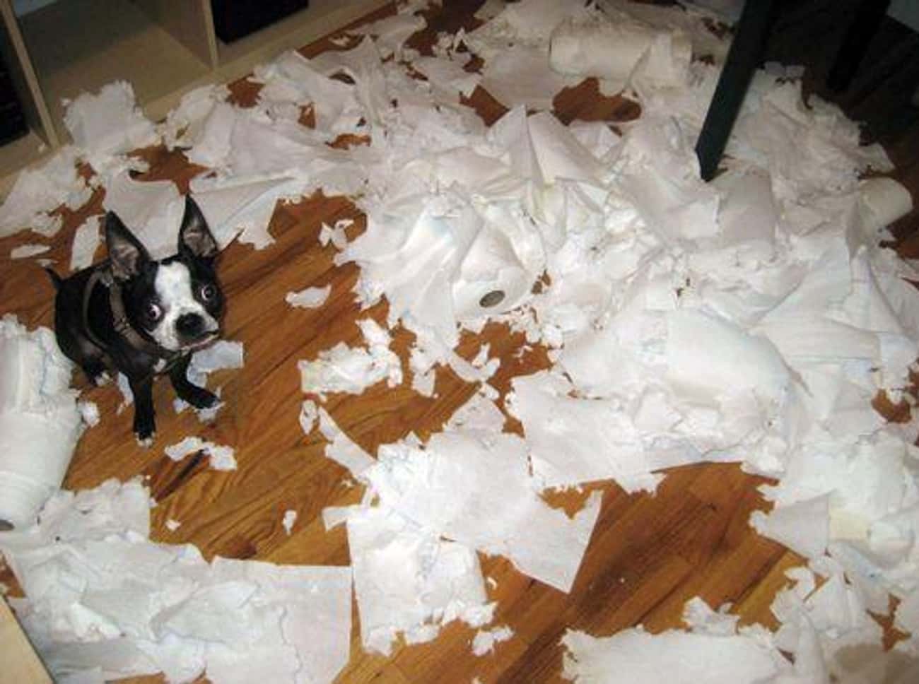 Собака порвала бумагу