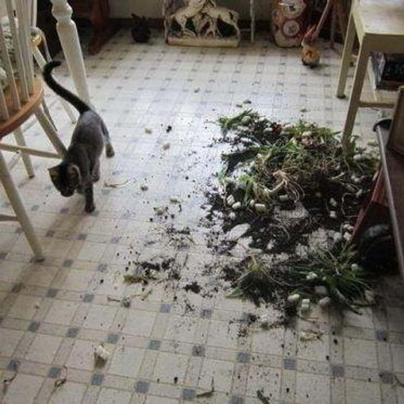 Разбитый кот. Кот разбил горшок. Кот уронил цветок. Кот разбил горшок с цветком. Кот уронил вазу.