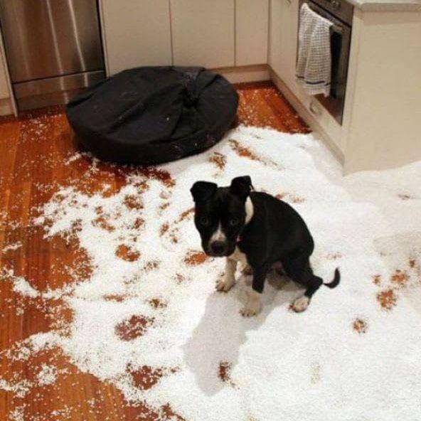 Коты проказники. Кошка пакость. Кошка пакость. Собака натворила. Собака нашкодила.