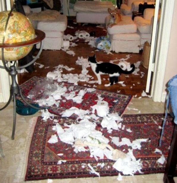 Кот хулиган. Они просто поиграли. Приходил антошка поиграли мы немножко. Кот буянит. Мама приходит с работы.