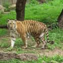 Tiger Attacks Two Men on Random Worst Things That Have Ever Happened at Zoos