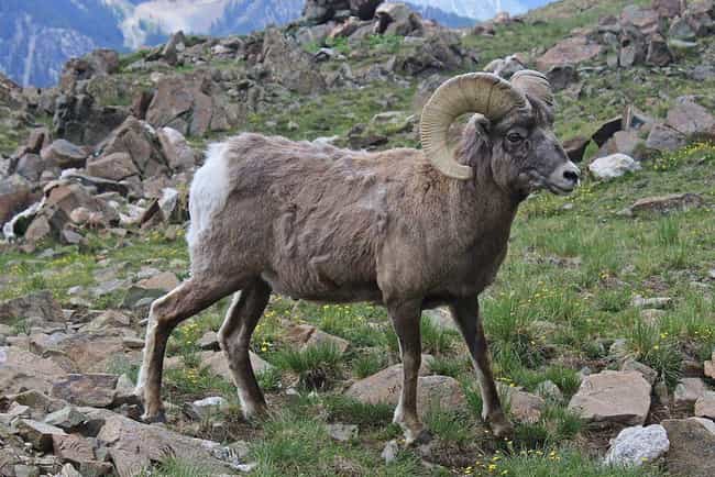 Big horn sheep headbutts train and walks away unscathed