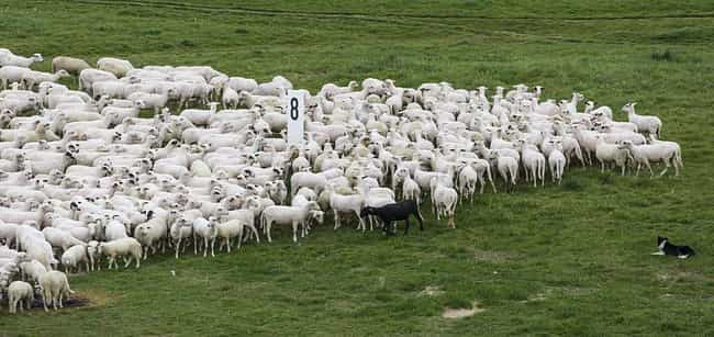 Train mows through flock of wandering sheep
