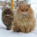 "What Snow?" on Random Floofiest Kitties in the Entire World