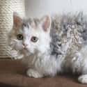 DIY Perm on Random Floofiest Kitties in the Entire World