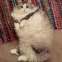 "Draw Me Like One of Your French Floofs" on Random Floofiest Kitties in the Entire World