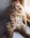 Fluffy Buddha Cat Meditates on the Secret Mysteries of Life on Random Floofiest Kitties in the Entire World