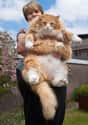 "Do You Even Lift, Bro?" on Random Floofiest Kitties in the Entire World