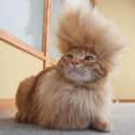 'What Do You Think? Too Much?' on Random Cats Who Are Not Happy with Their New Hair Styles