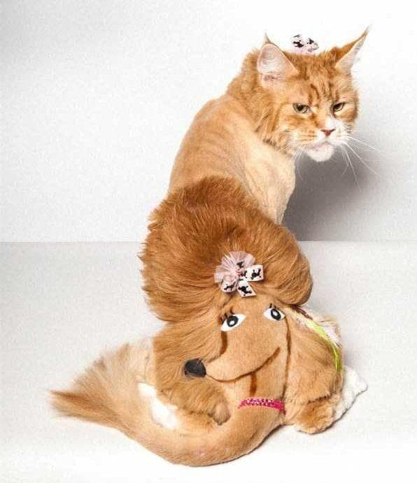 Стрижка кошки подо льва. Рыжий кот груминг. Рыжий кот груминг. Стрижка кота. Подстриженный рыжий кот.