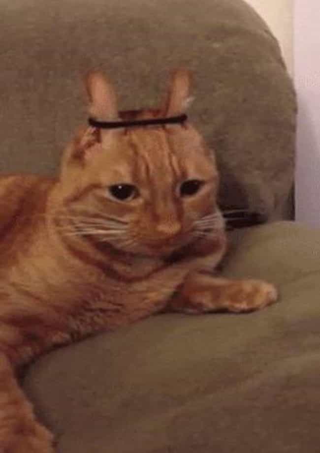 Cats Who Are Not Happy With Their New Hair Styles