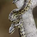 African Rock Python on Random Scariest Animals in the World
