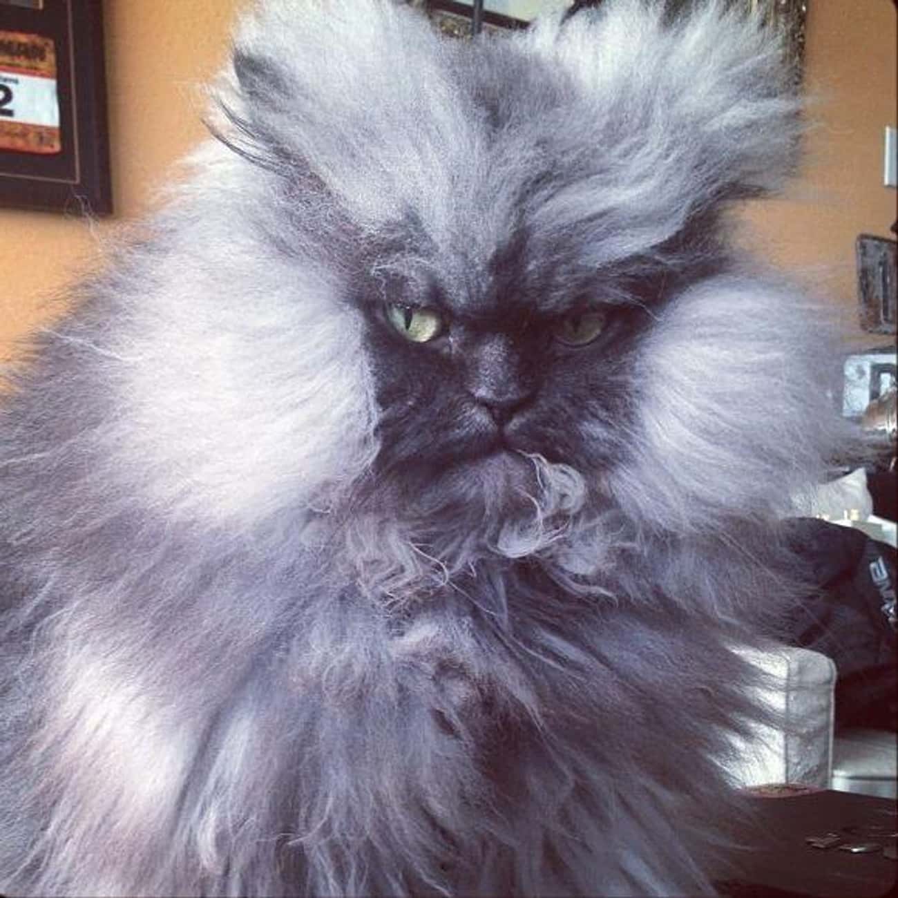 Unhappy Customer Cat Demands a Refund at the Blowout Bar