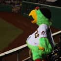 MLB Mascot at Center of Drug Ring on Random Crazy Stories About People Inside Sports Mascots