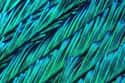 This Peacock Feather! on Random Awesome Things Seen Through a Microscope