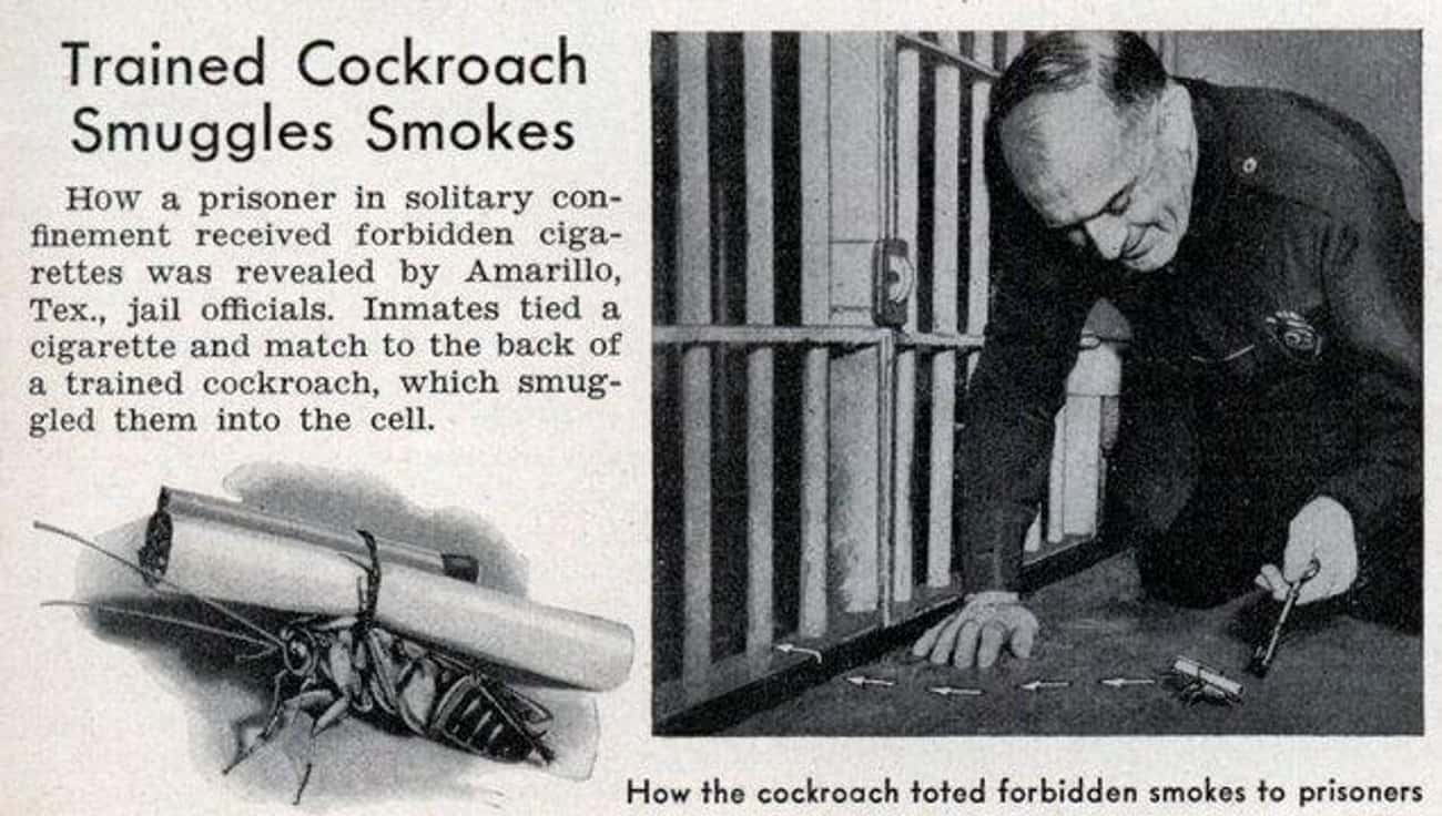 Cigarette-Carrying Cockroaches
