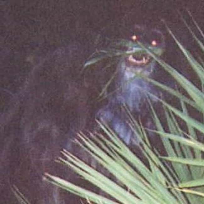 Florida: Skunk Ape is listed (or ranked) 9 on the list Craziest Humanoid Cryptids by State