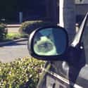 Mirror Cat Is Not Impressed on Random Hilarious Reflections Caught on Camera