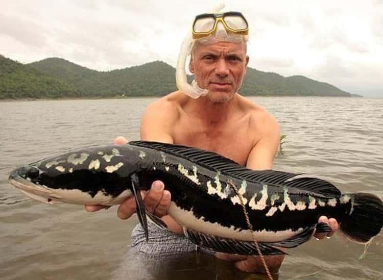 man eating fish river monsters