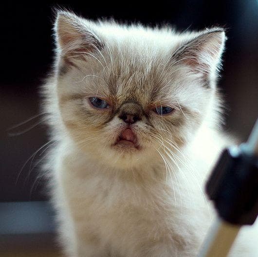 9 Terrifying Stories of House Cats  Killing People Page 2 