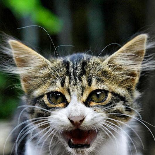 9 Terrifying Stories of House Cats Killing People