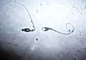 Men Produce 1,500 Sperm a Second on Random Fun Testicle Facts to Share with Your Friends