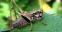 The Bush Cricket Has the Biggest Balls in the Animal Kingdom on Random Fun Testicle Facts to Share with Your Friends