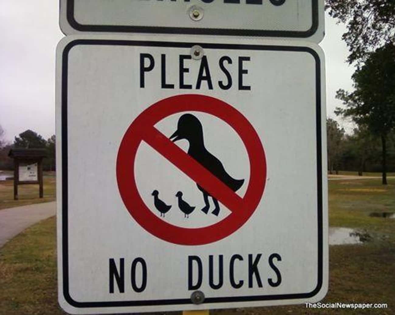 What the Duck?