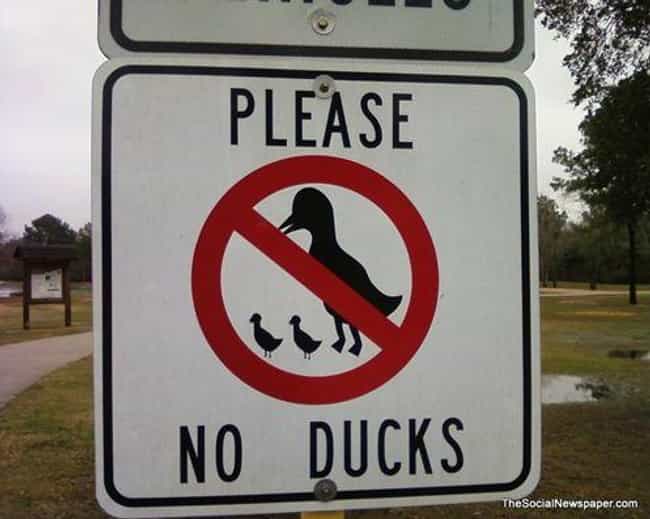 What the Duck? is listed (or ranked) 1 on the list Signs That Have Some Explaining to Do