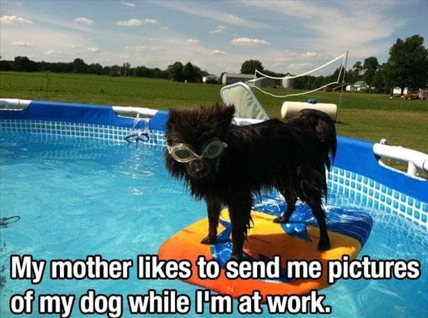 25 Funny Swimming Pool Pictures Just In Time For Summer