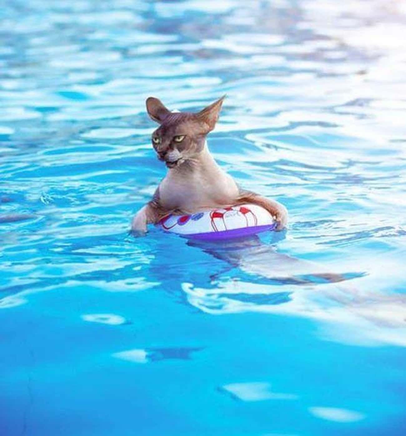 Кошка в бассейне