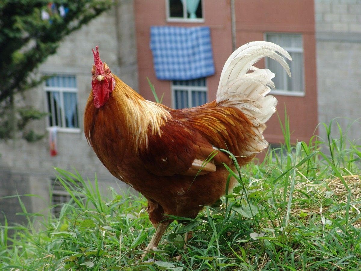 Everything From Chickens to a Gun Helped Her in Her Work