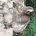 Sloth on Random Things That Were Terrifyingly Bigger In Prehistoric Times