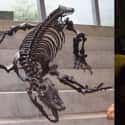 Monitor Lizard on Random Things That Were Terrifyingly Bigger In Prehistoric Times