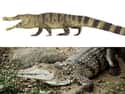 Crocodile on Random Things That Were Terrifyingly Bigger In Prehistoric Times