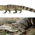 Crocodile on Random Things That Were Terrifyingly Bigger In Prehistoric Times
