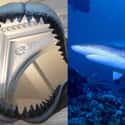 Shark on Random Things That Were Terrifyingly Bigger In Prehistoric Times
