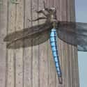 Dragonfly on Random Things That Were Terrifyingly Bigger In Prehistoric Times